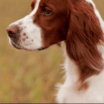 Darling, uma cachorra heróica