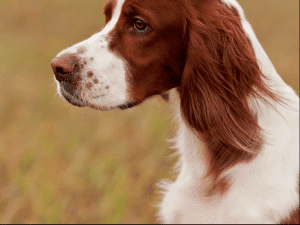 Read more about the article Darling, uma cachorra heróica