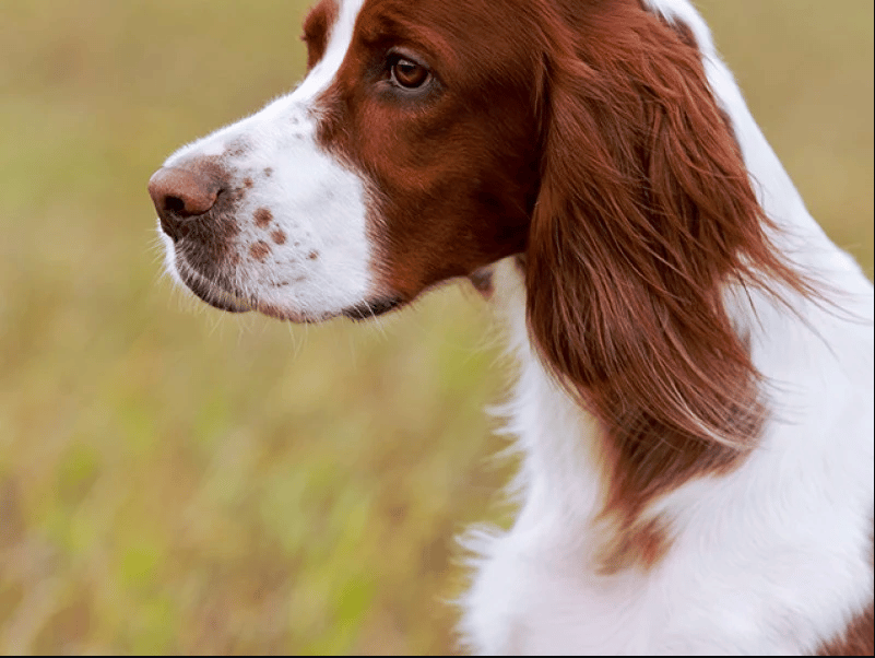 Read more about the article Darling, uma cachorra heróica